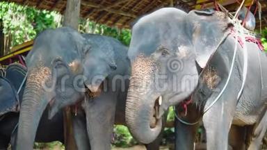 亚洲大象骑着游客穿过丛林。 大象农场，大象饲养，旅游